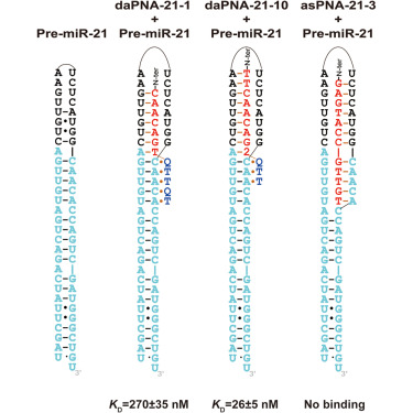 CellRepPhysSci's tweet card. Lian et al. show that the miR-21 precursor can be targeted by a type of dual-affinity peptide nucleic acids (daPNAs) through the creation of a dsRNA-ssRNA junction, energetically optimized for...