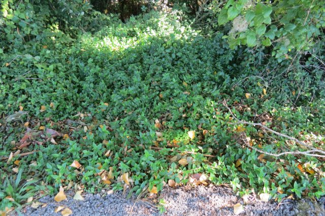 InvasoRamales's tweet card. Efectivamente, a la tradescantia también la llaman amor de hombre.