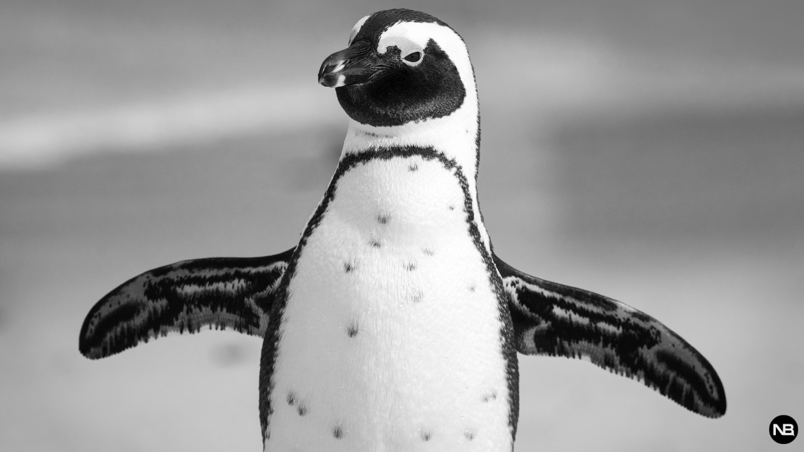 NetBeez's tweet card. Join our webinar to learn how to automate network tasks using tools like nmap, iPerf, and ping—and master both CLI and the NetBeez GUI dashboard.