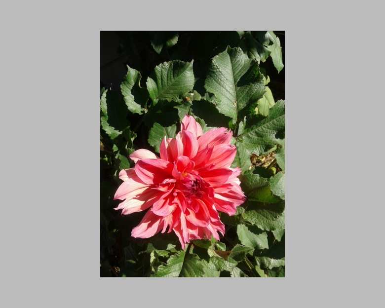 LaraKayeArt's tweet card. Lara Kaye published a post on Ko-fi