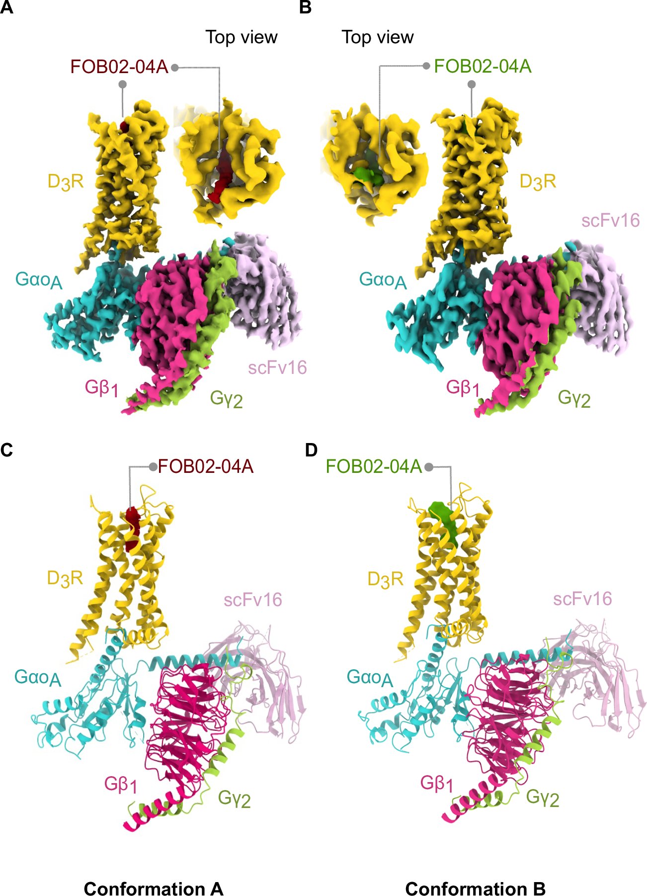 JGarciaNafria's tweet card. Nature Communications - Developing subtype selective drugs for GPCRs is a major focus of research. Here, Arroyo-Urea et al. point to an unexploited selectivity site in aminergic receptors, as seen...