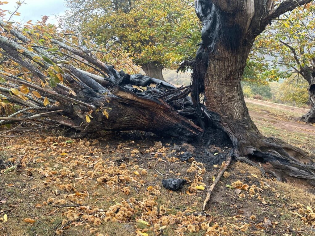 elfaradio's tweet card. Tiempo de lectura: 5 min Comparte en redes Facebook Twitter Bluesky Whatsapp Email En los últimos días se han dado un elevado número de incendios forestales por toda Cantabria. En la comarca de...