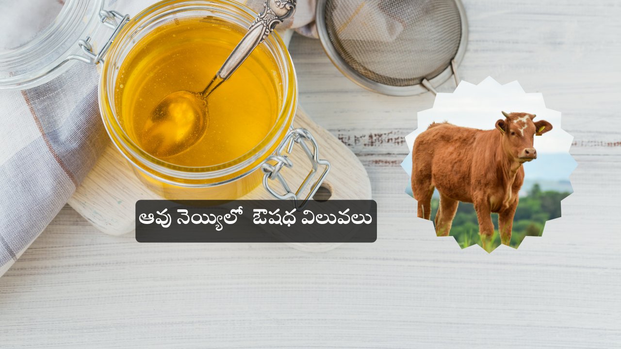 NewsJust97938's tweet card. Cow ghee: ఆవు నెయ్యి పేగు గోడలను బలోపేతం చేసి, లీకీ గట్ , ఇతర దీర్ఘకాలిక మంటను తగ్గిస్తుంది.