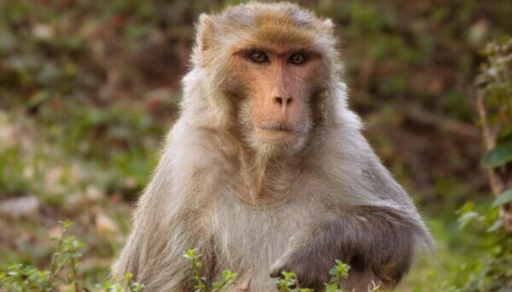 psonlinux's tweet card. Join us in requesting that Prime Minister Narendra Modi and Cabinet Minister for Environment, Forest and Climate Change Bhupender Yadav reinstate and strengthen protections removed from rhesus...