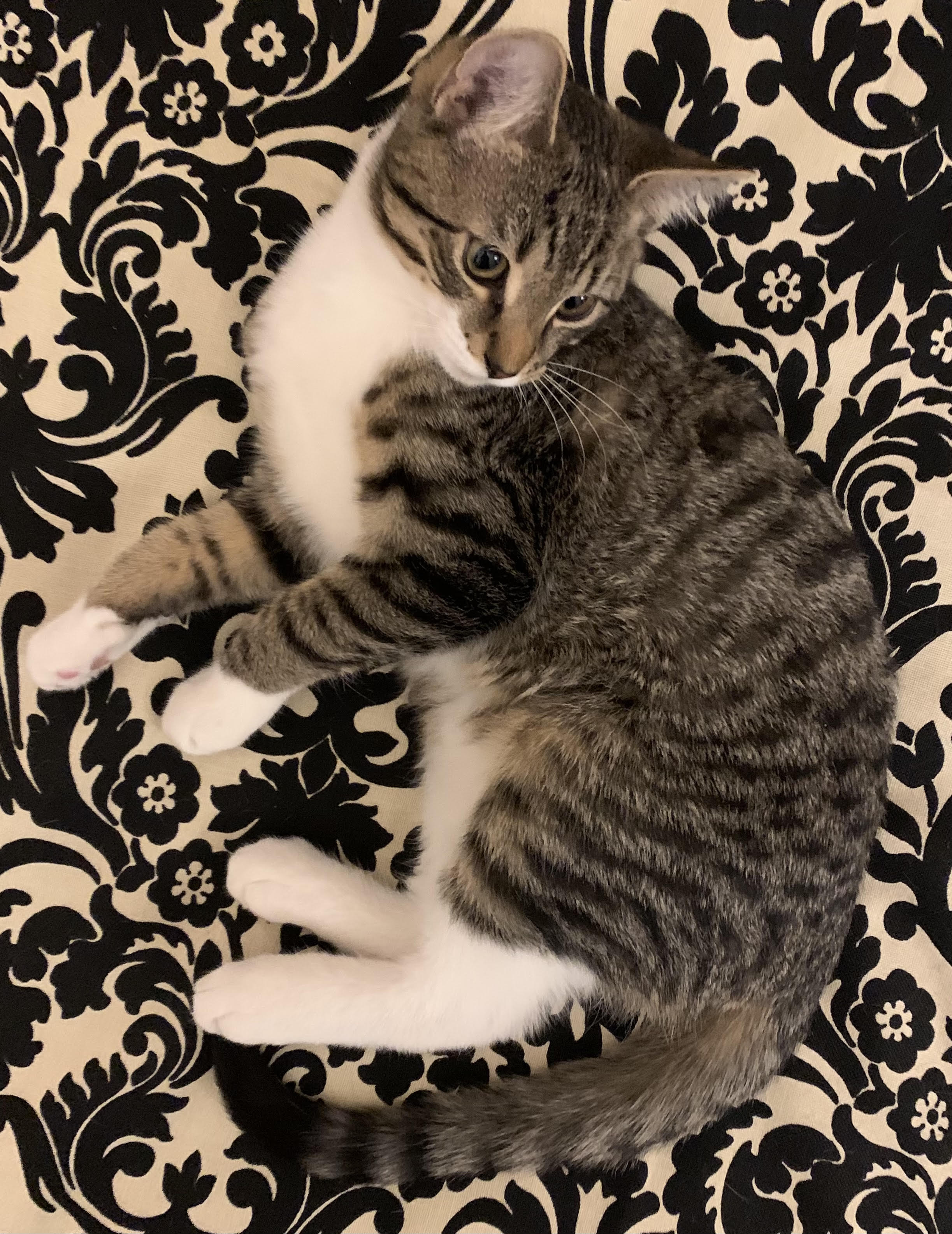 samygapi's tweet card. I made a forum where you can post cute cat pictures!