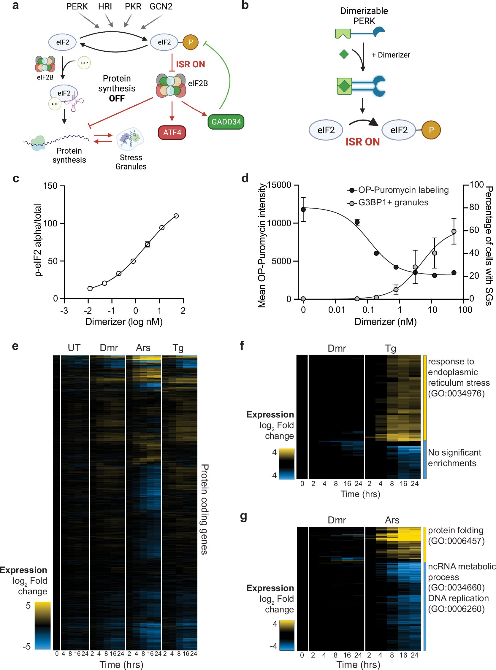 gtimblin's tweet card. Nature Communications - ISR-specific contributions to stress-induced cellular outputs are not well understood. Here,authors use a minimal activation system and multi-omics to define an...