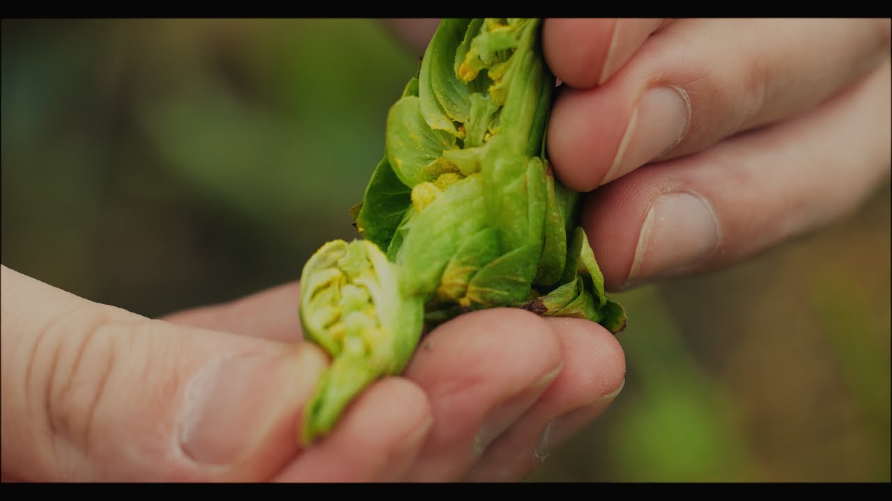 prog893's tweet card. 日本のクラフトサイダー革命: ホップを変える長野の農家のドキュメンタリー