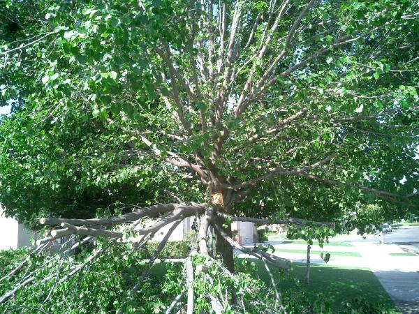 BakersfieldKern's tweet card. Tree service Bakersfield (661) 748-3332 I specialize in tree trimming, skin and trim queen palms, tree removal, and stump grinding.