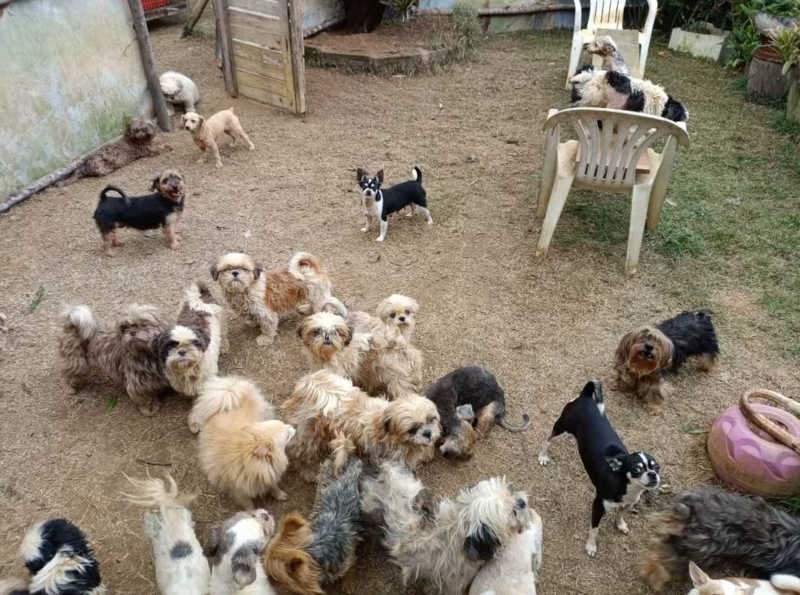 OlharAnimal's tweet card. Um homem de 38 anos foi preso após a interdição de um canil clandestino com 145 animais de raça variada em Viana, na Região Metropolitana de Vitória, na manhã de quarta-feira (3). Segundo a Polícia...