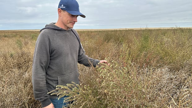 WSWeedSci's tweet card. Harvest is close to done on the Prairies, but some farmers' crops are being overrun by kochia, an invasive weed. They hope scientists can stop the spread before food production is affected forever.