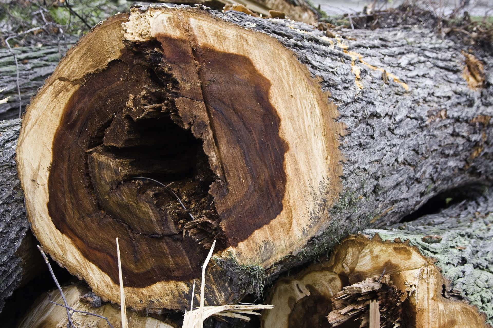 WSWeedSci's tweet card. Residents are getting a greener, cleaner community as crews remove more than 230 invasive Siberian Elm trees from Oliver Community Park.