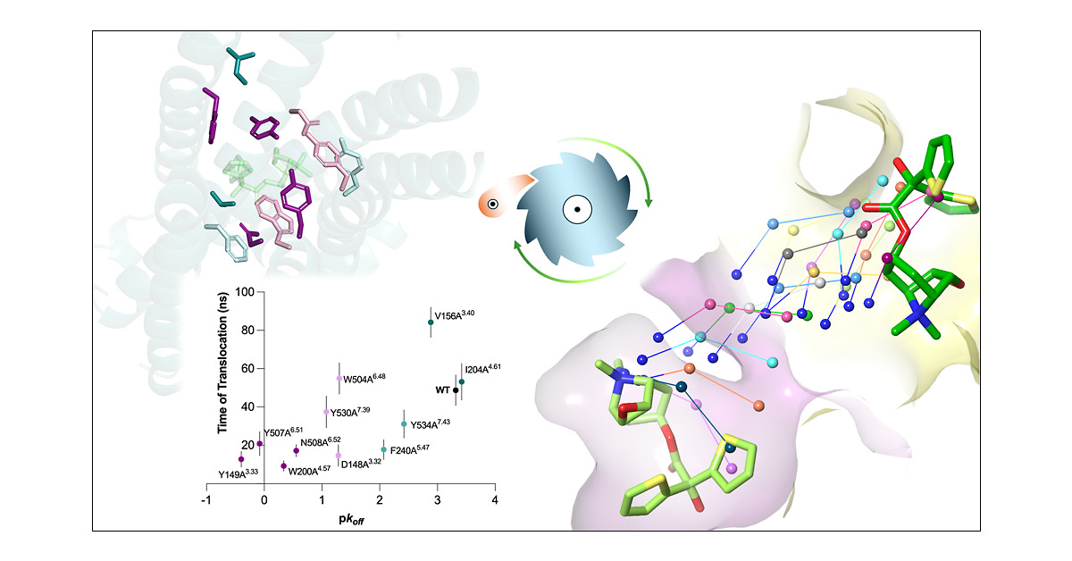 JCIM_JCTC's tweet card. Ligand–target dissociation rates (koff) strongly correlate with efficacy and safety profiles, as well as with the therapeutic effect of drugs. As a prototypical example, muscarinic receptor antagon...