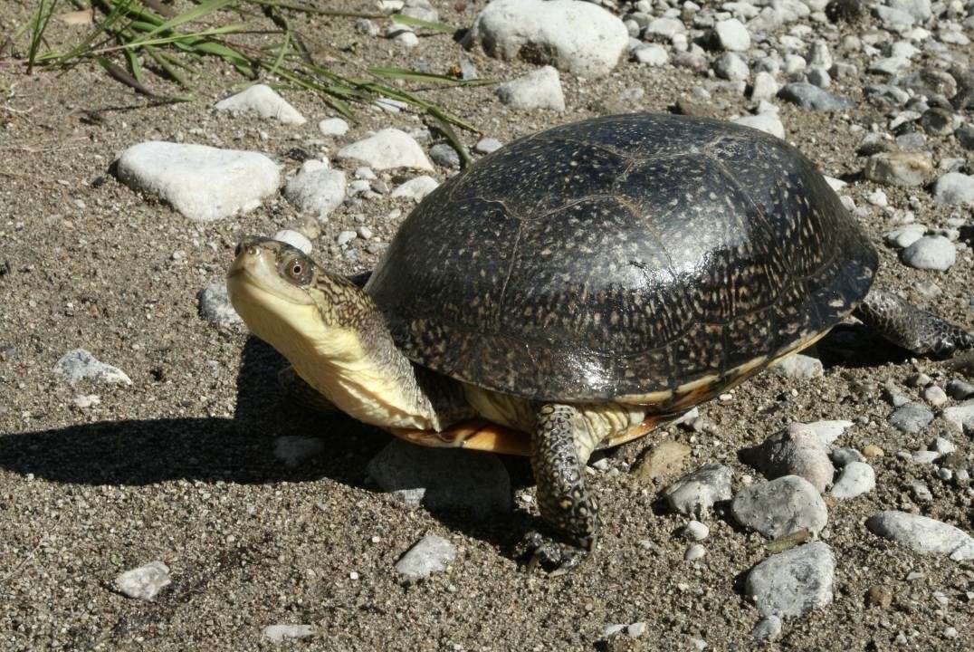 kingstonist's tweet card. (Kingston, Ontario) Parks Canada is inviting Canadians to have their say on a new Multi-Species Action Plan aimed at protecting and recovering nearly 50 species that call Thousand Islands National...