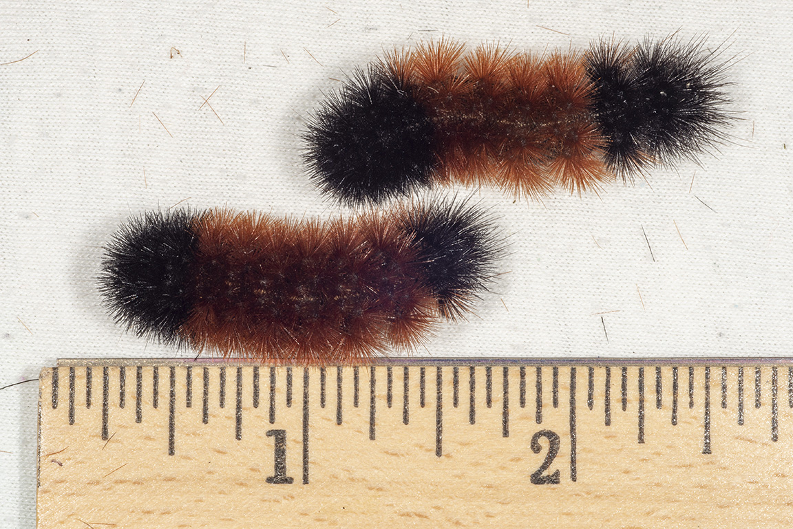 PurdueExtension's tweet card. Wooly bear caterpillars (a.k.a. woolly worms) are commonly seen crossing roads and sidewalks this time of year. Lore about woolly bear caterpillars predicting the upcoming winter has existed for a...