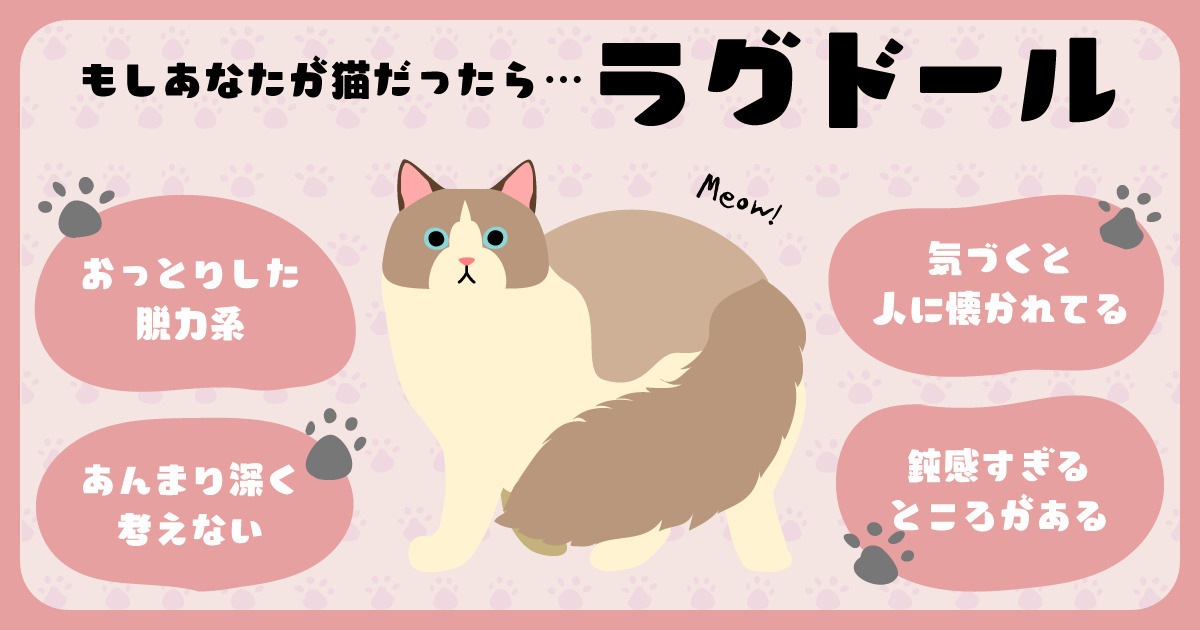 pero2_master's tweet card. あなたが猫だったら【ラグドール】です！あなたはこんな人にゃ🐾「ぬいぐるみ」という意味をもった名前の通り、ふわふわの長毛が特徴の大型猫であるラグドールのように、あなたもマスコット的な愛らしさを持った人物。ラグドールは猫としては珍しい、抱っこされることが大好きなおおらかな性格がよく知られています。大型の体格に反しておっとりしていて、とても穏やかです。あなたも情が深くのんびりとしており、怒ったり...