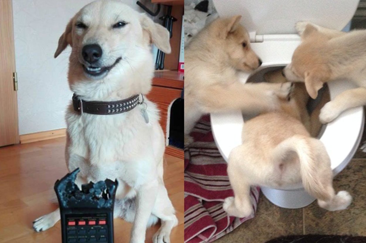 BuzzFeed's tweet card. Still cute tho.