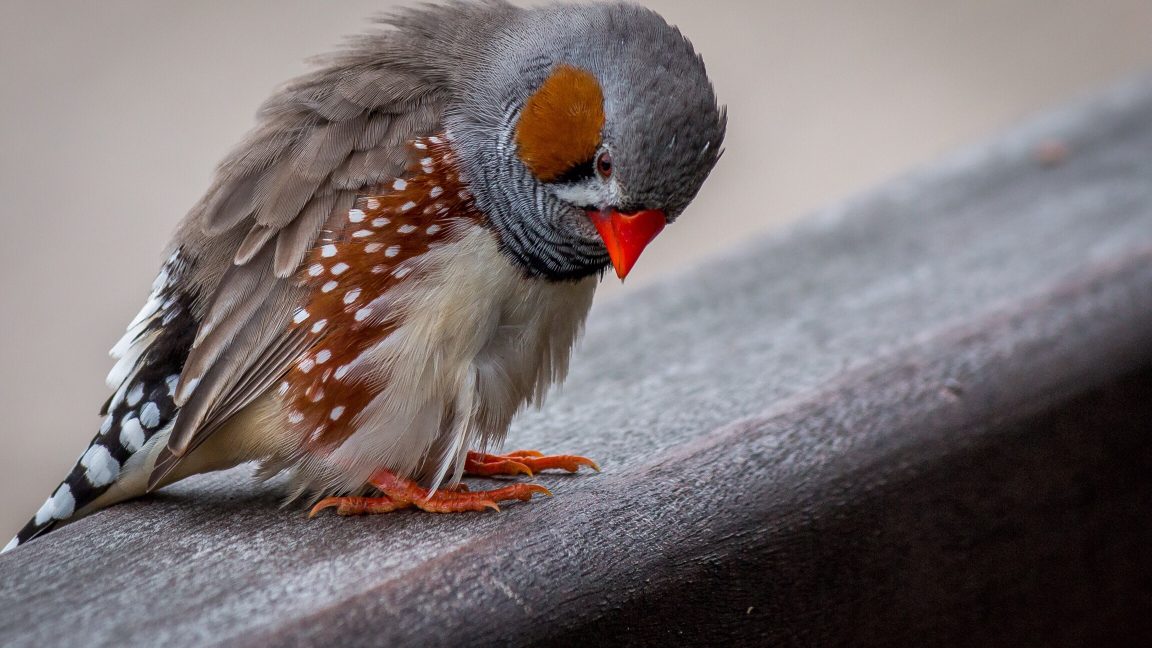 ibvandersluis's tweet card. Developers find their apps “suspended” or unresponsive, lack Twitter contacts.