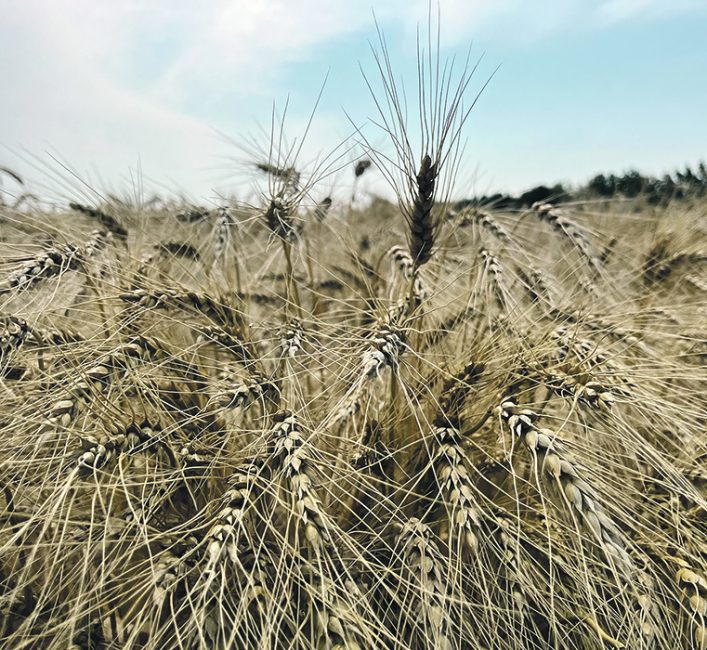 grafwheat's tweet card. WINNIPEG — The yield gap between spring wheat and canola is substantial this fall in western Manitoba.
In some instances, the gap is 30 bushels per