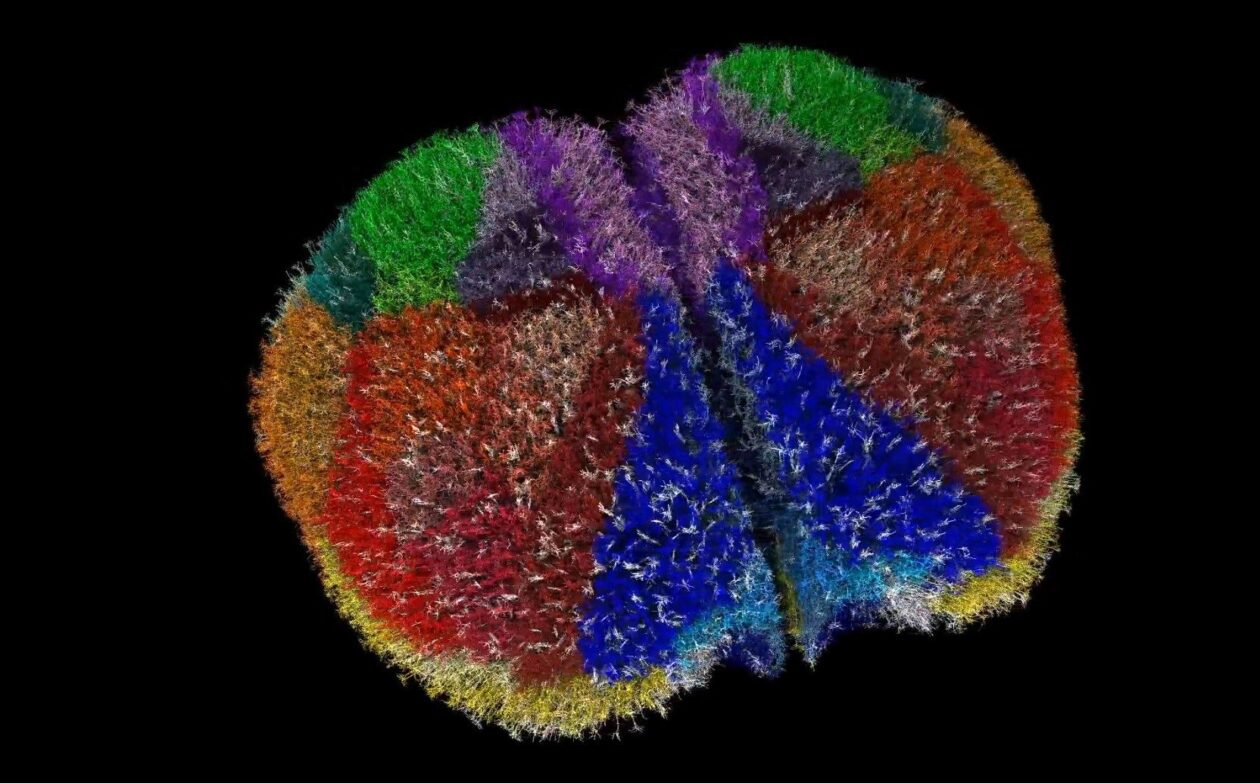 Pur3Tech's tweet card. This color-coded representation of a mouse cortex simulates the activity of brain cells. (Video via Allen Institute) Creating a virtual brain may sound like a science-fiction nightmare, but for...
