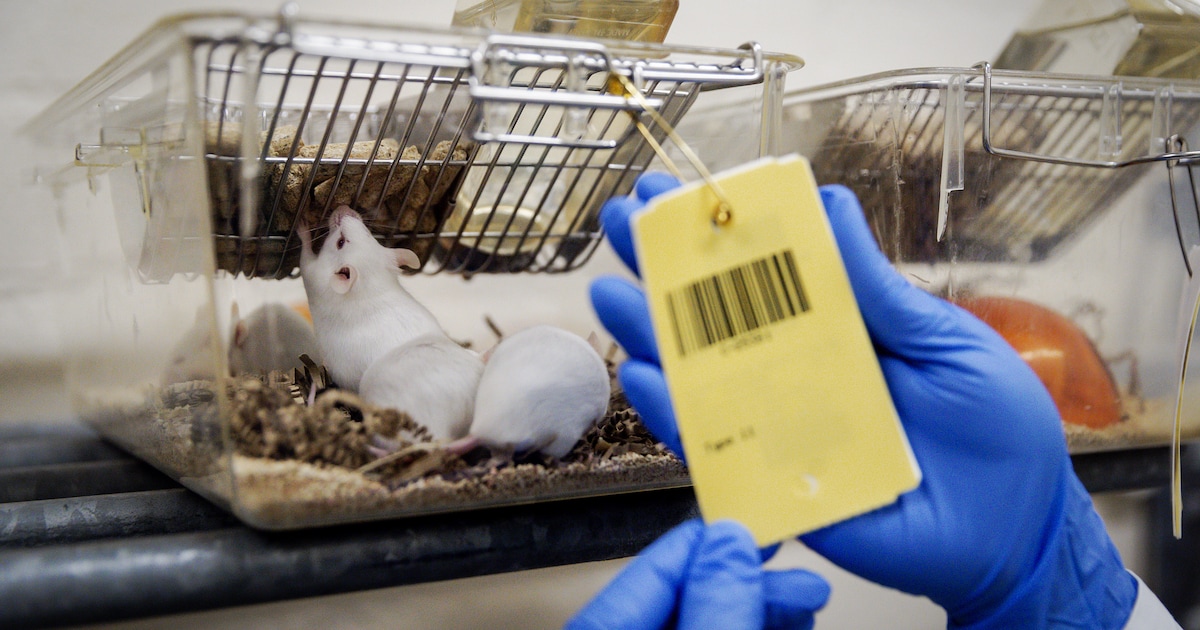 Dierbescherming's tweet card. Vanwege geringe capaciteit en hoge kosten overwoog de Universiteit Twente al langer haar proefdierlab te sluiten. De reorganisatie bij de faculteit Technische Natuurwetenschappen (TNW) luidt nu de...