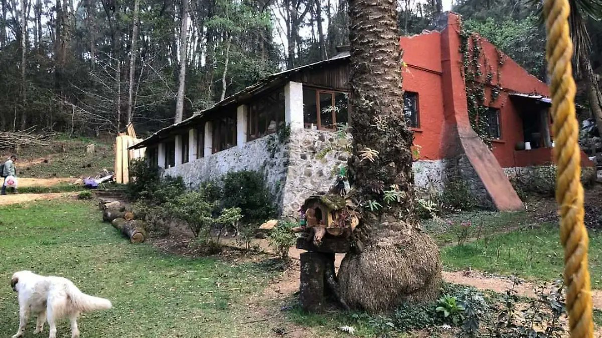 SoldeTulancingo's tweet card. Un lugar rodeado de seres mágicos guardianes del bosque y todo lo que habita en él.