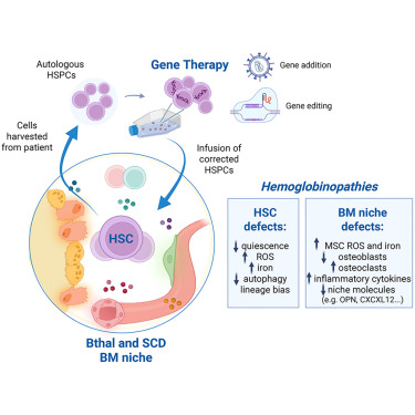 CellRepMed's tweet card. In this review, Aprile et al. highlight the clinical application of gene therapy by gene addition and gene editing, and the novel findings about hematopoietic stem cell and bone marrow niche features...