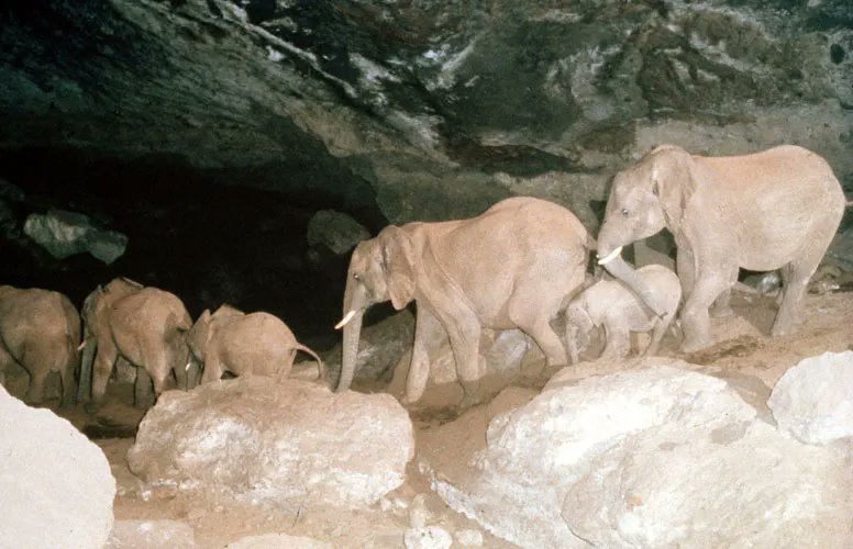 ExplorersWeb's tweet card. A volcanic cave in Kenya draws animals for its mineral-encrusted walls. Visitors come to view the animals, risking one of the deadliest diseases on Earth.