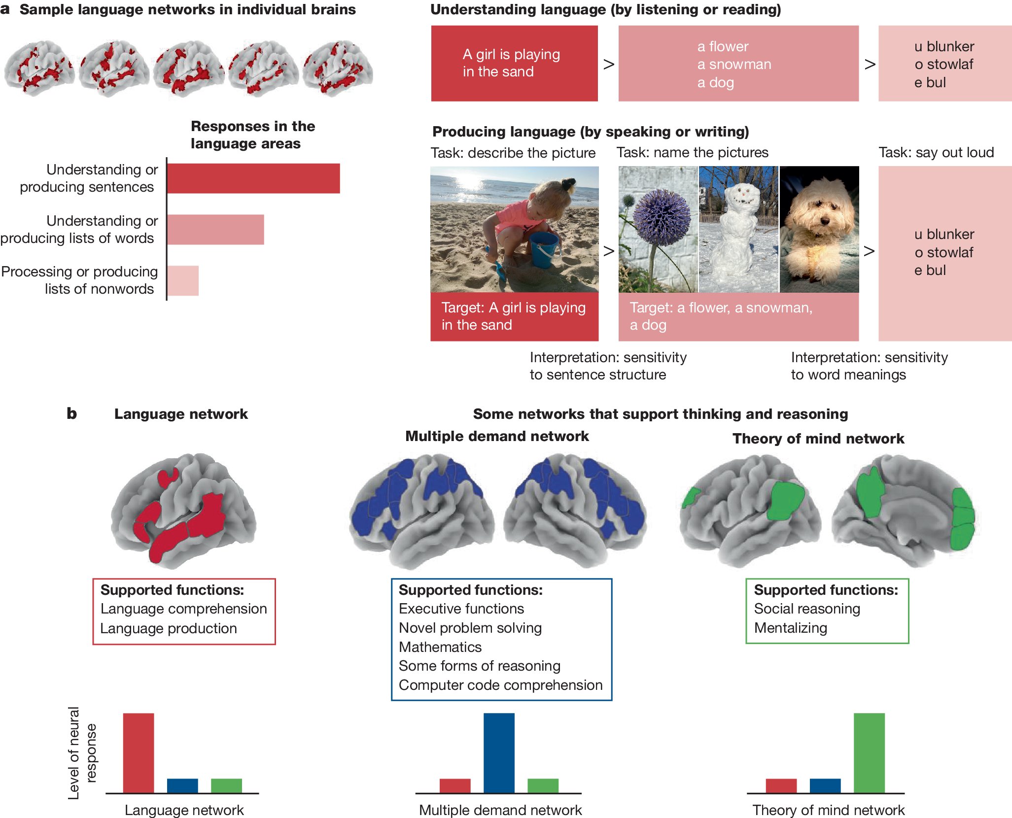 hardmaru's tweet card. Nature - Evidence from neuroscience and related fields suggests that language and thought processes operate in distinct networks in the human brain and that language is optimized for communication...