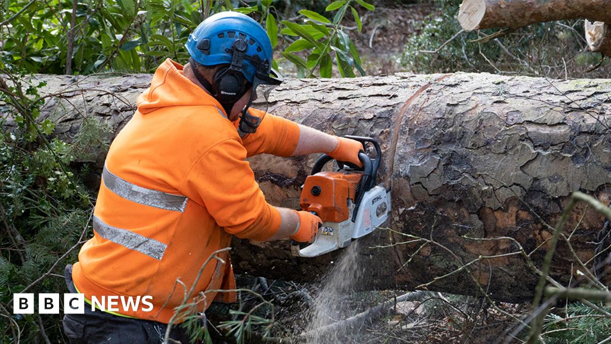 TreetechArbServ's tweet card. How eight million trees have already been brought down this winter, with thousands more threatened by storms.