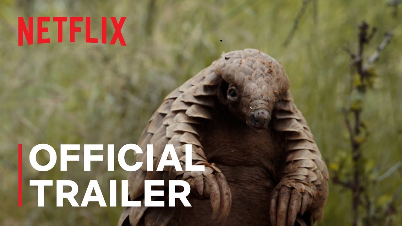EcoLogicAwards's tweet card. Pangolin: Kulu’s Journey | Official Trailer | Netflix
