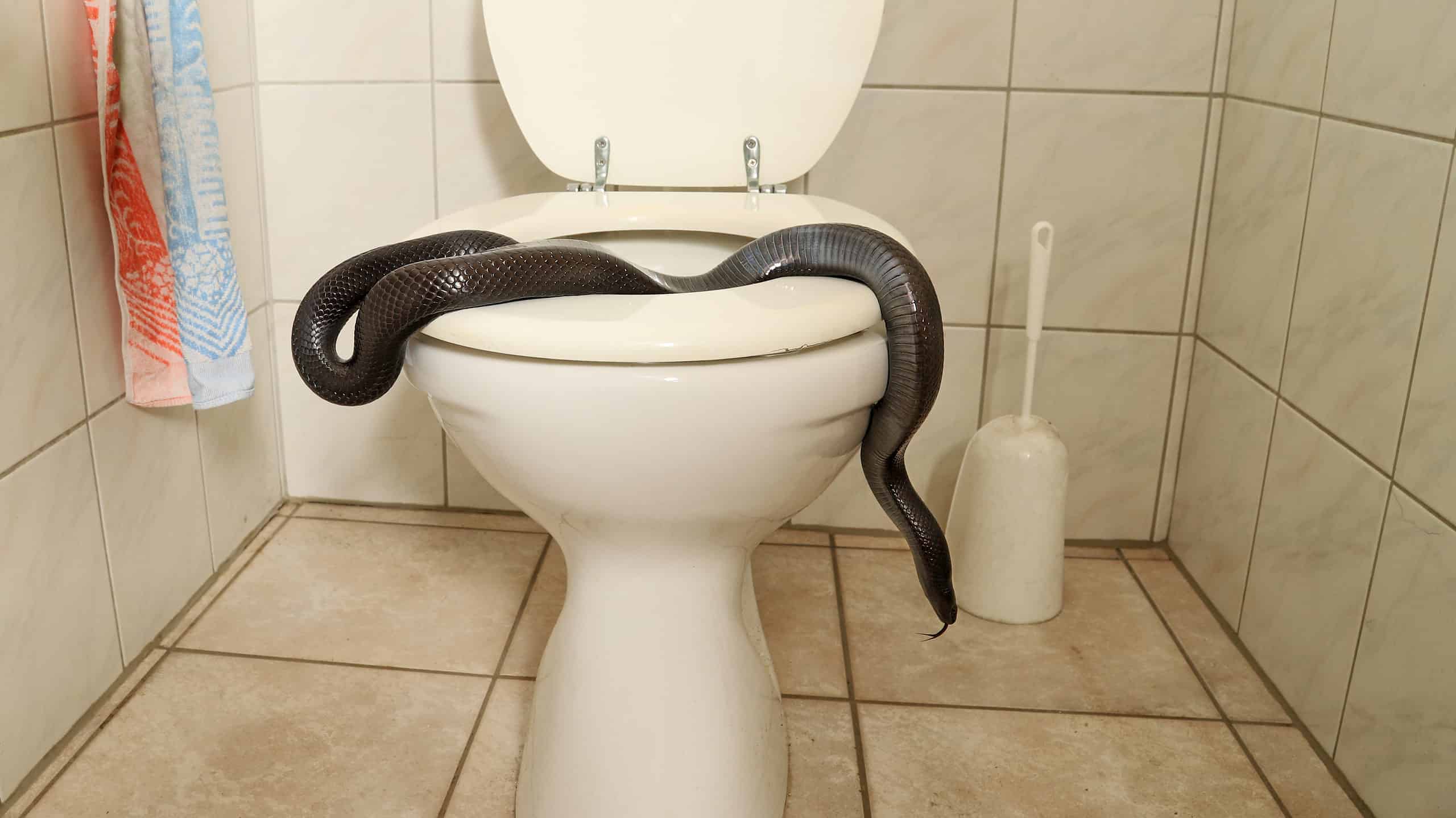 Multiflap's tweet card. This terrifying video features a real-life nightmare when a mother and daughter discover a snake in their toilet! Watch to find out what they did to remove this horrifying invader!    