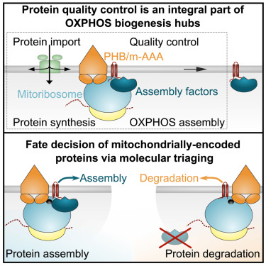 FrezzaLab's tweet card. Dedicated protein quality control systems ensure the folding of newly synthesized proteins at ribosomes. Kohler et al. reveal such a system for mitochondrially encoded proteins in the form of the...