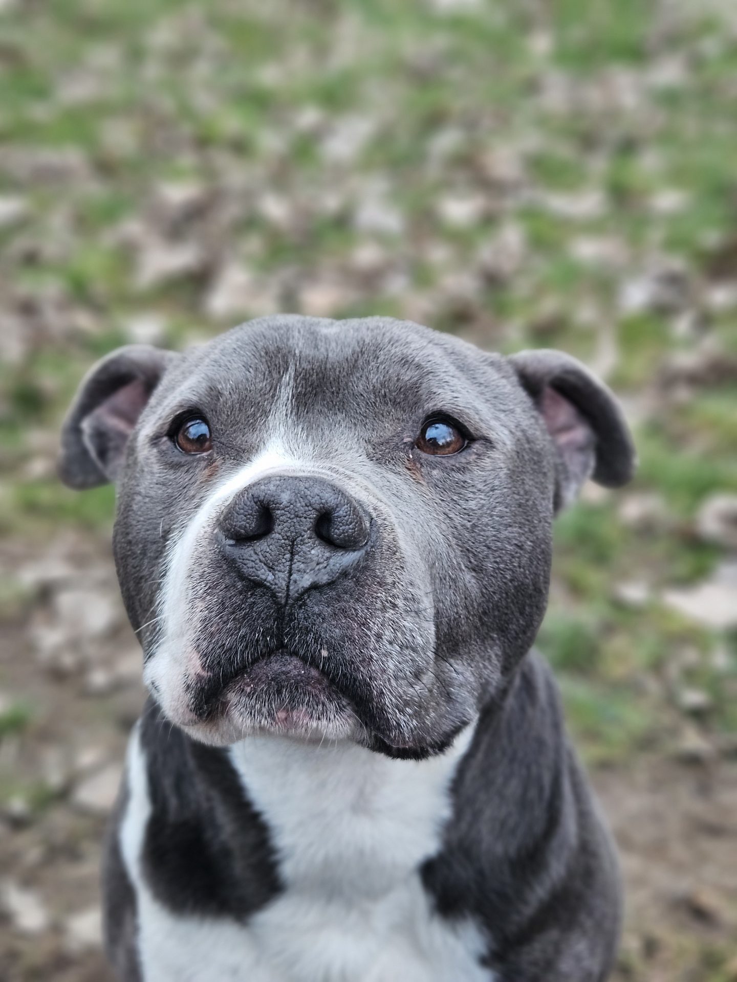 THMannheim's tweet card. Viele Hunde suchen ein neues Zuhause. So auch J-Lo. Adoptieren statt kaufen! Kommen Sie uns besuchen und lernen Sie unsere tollen Bewohner kennen.