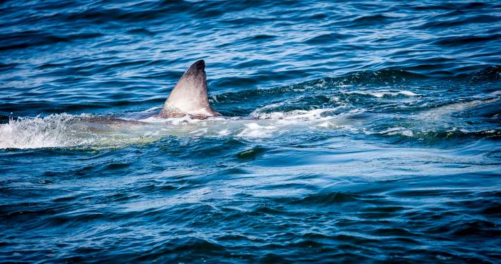 grahamc_chris's tweet card. An electronic marker indicates that the 12.5-foot shark is extremely close to Peggy's Cove, the popular Nova Scotia tourist attraction.