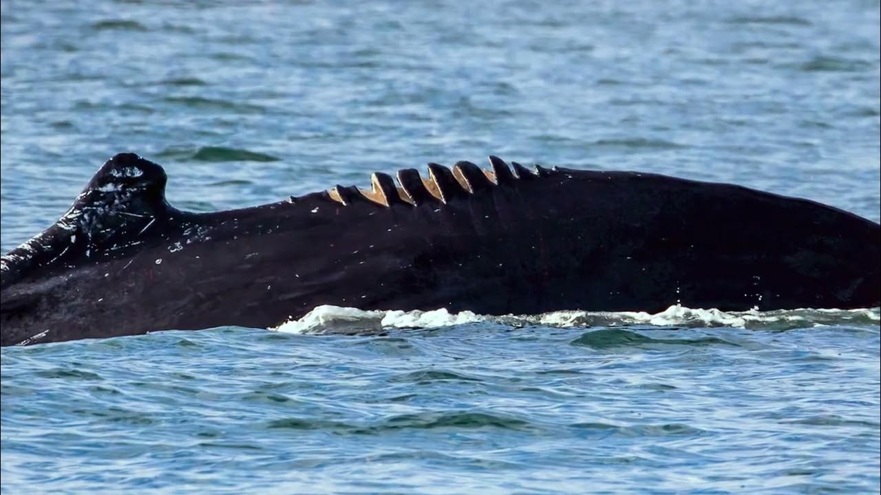 LIBoatBuyers's tweet card. Eyes on the Water: Boating with Whales (60-sec trailer)