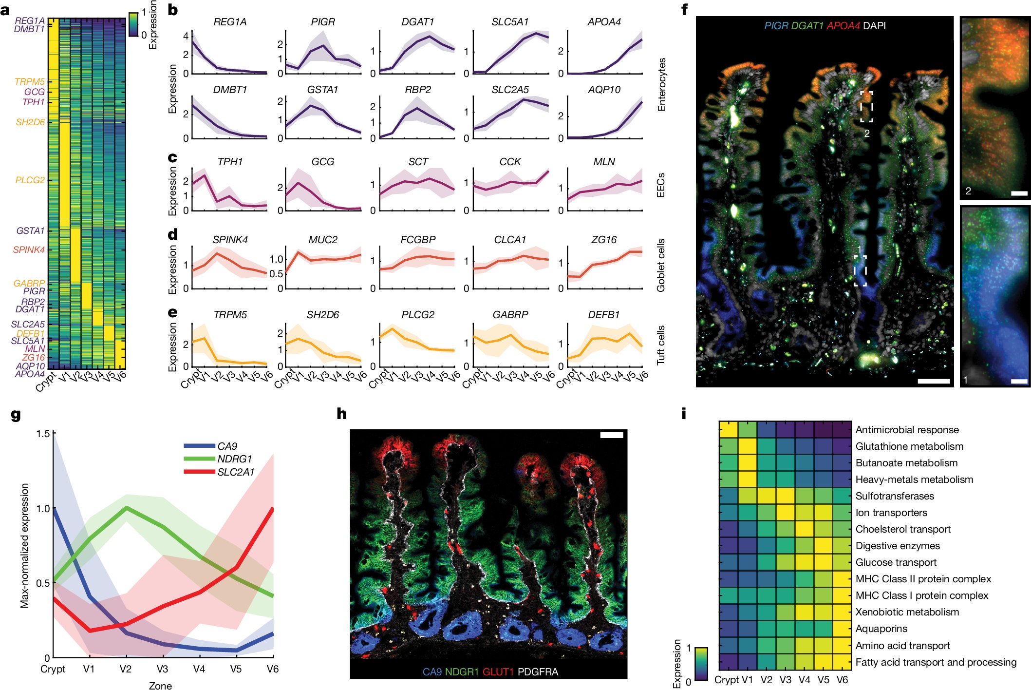 MishraaLab's tweet card. Nature - A comprehensive spatial expression atlas of the adult human proximal small intestine reveals branched villi, immune activation at the villus tip, and a switch of migrating enterocytes from...