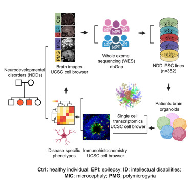 CellStemCell's tweet card. Wang and colleagues present a phenotypic brain organoid atlas for neurodevelopmental disorders, revealing disease-specific cellular and molecular alterations that illuminate NDD pathogenesis....