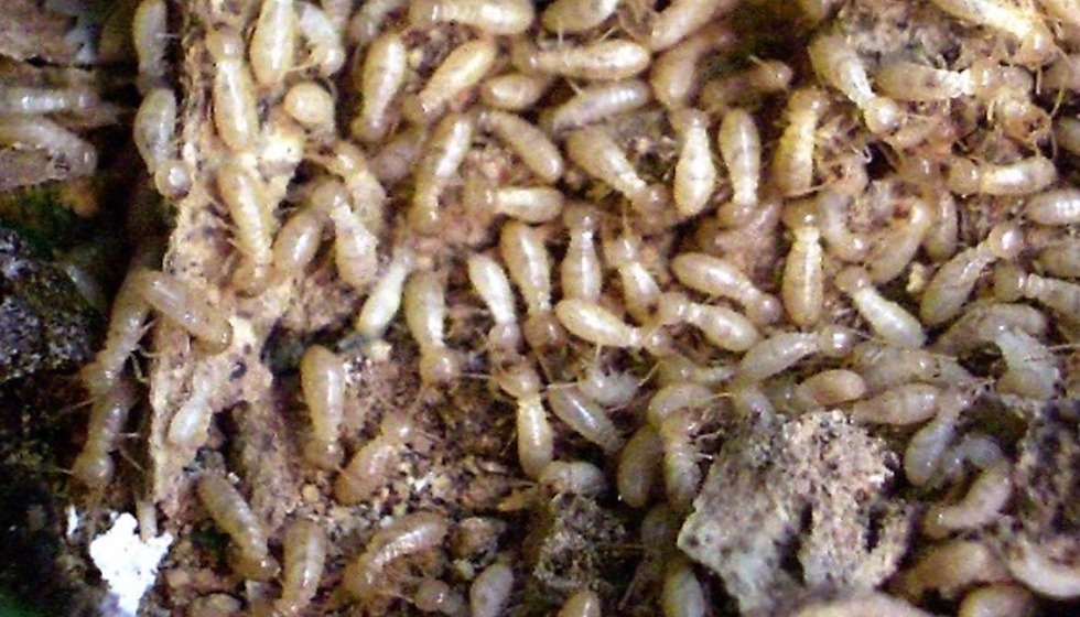 anecpla's tweet card. Las termitas son una de las principales amenazas al Patrimonio Histórico – Artístico de nuestro país, según apuntan desde la Asociación Nacional de Empresas de Sanidad Ambiental (Anecpla)...