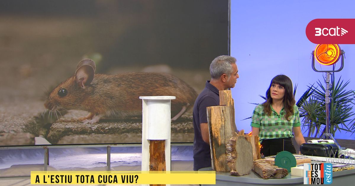 Ibertrac's tweet card. Les plagues són unes de les protagonistes de l'estiu. Xinxes, paneroles, rates... Què es pot fer per prevenir-les i tractar-les? N'hem parlat amb l'expert en control de plagues Víctor Rubio.