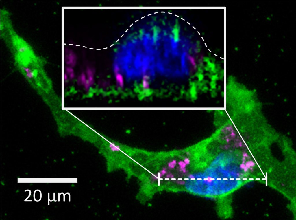 SPINTEC_Lab's tweet card. This work focuses on the study of the intrinsic cytotoxicity of magnetic particles, developed in our laboratory for the application of local forces at the cellular level. More precisely, we were...