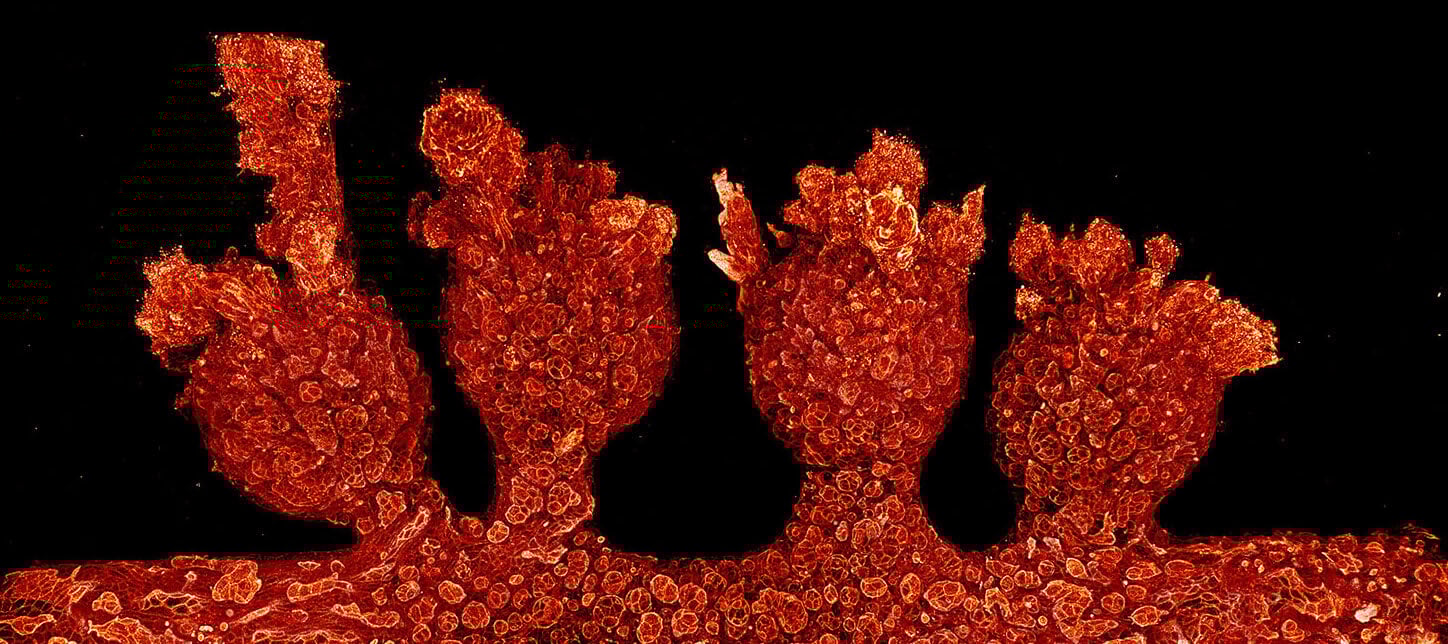 TheLutolfLab's tweet card. Careers Institute of Human Biology (IHB) The Institute of Human Biology (IHB) is a new research center located in Basel Switzerland dedicated to engineering the most advanced human model systems for...