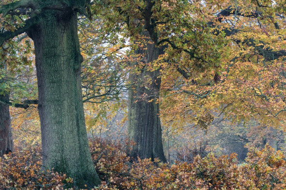 VikingDrinks's tweet card. The Department of Agriculture has been formally alerted to the incident by the National Parks and Wildlife Service.