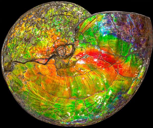 ExplorersWeb's tweet card. A chemist explores why the fossilized shells of ammonites, squid-like marine animals that vanished with the dinosaurs, are so colorful.