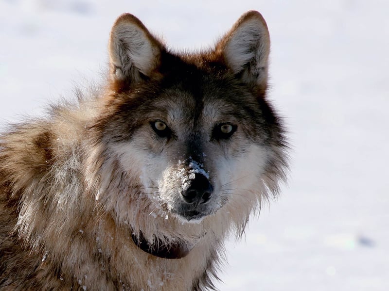 MexicanWolves's tweet card. Environmental groups say the federal government violated the National Environmental Policy Act by failing to consider the effects of livestock on an expanding Mexican gray wolf population.