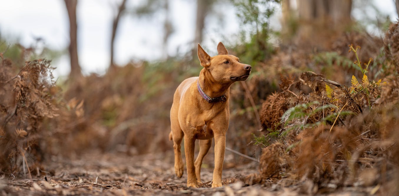 ManuComplexity's tweet card. We don’t want to admit it, but our beloved pet dogs do a lot of environmental damage, from killing or terrifying wildlife to emissions from pet food.