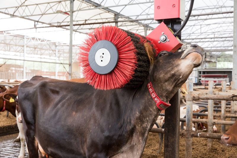 DairyRobot's tweet card. Improve cow care, prevent health issues and create a pleasant work space. Explore our barn products, including Grazeway, Cosmix, Cooling Tank for Lely Astronaut, Luna, Hoofbath for Lely Meteor, and...