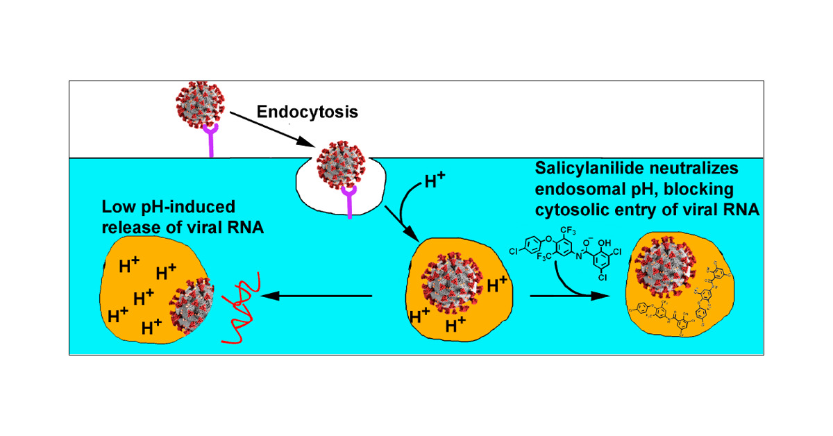 LabJanda's tweet card. SARS-CoV-2 virus has recently given rise to the current COVID-19 pandemic where infected individuals can range from being asymptomatic, yet highly contagious, to dying from acute respiratory distress...