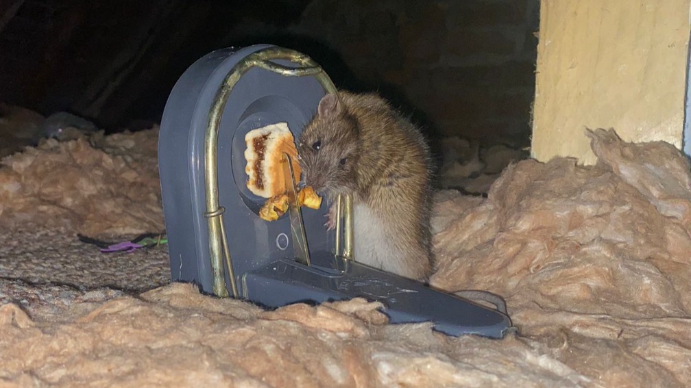 Multiflap's tweet card. A MUM of two from the Brynteg area whose children are traumatised by plagues of rats at their council house has pleaded with Wrexham Council to take…