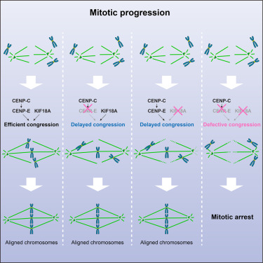 tatsuofukagawa1's tweet card. Miao et al. demonstrate that KIF18A depletion causes synthetic defects with CENP-C hypomorphic mutant and KIF18A functions for chromosome congression in cooperation with CENP-E. CENP-E levels at...