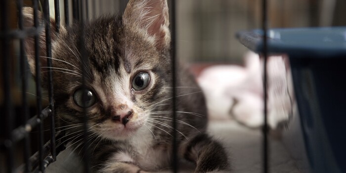 monkey_moo18's tweet card. Tragically, at least one cat did not make it out alive. (54751 signatures on petition)